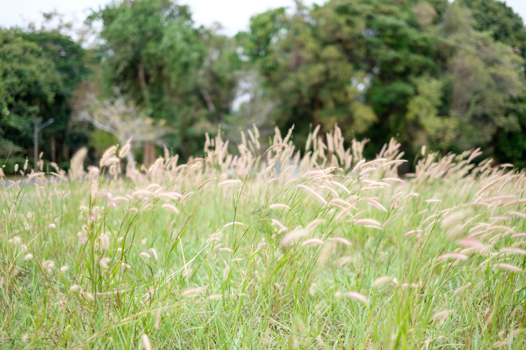 58634622 - grass flower field